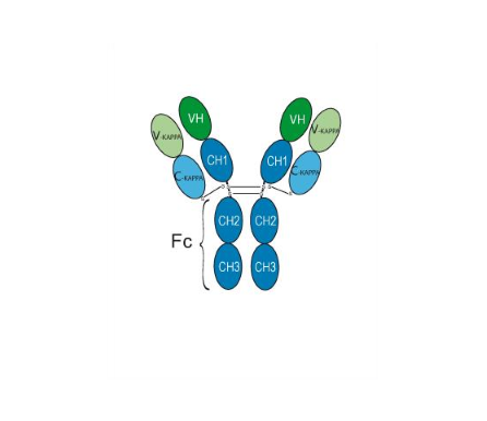 Trastuzumab (Anti-HER2 Antibody)