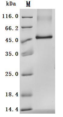 Tomoregulin-2 (TMEFF2), partial (Active), human, recombinant