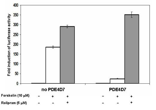 Transfection Collection(TM) : CRE/CREB Transient Pack (cAMP/PKA Cell Signaling Pathway)