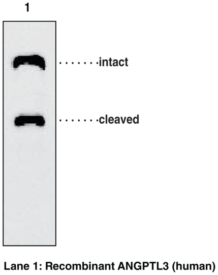 Anti-ANGPTL3 (human) (Clone Kairos-37)