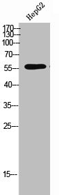 Anti-Phospho-TPH2 (S19)