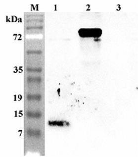 Anti-Granulin C (human)