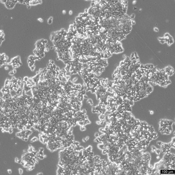 PC-12 Cells