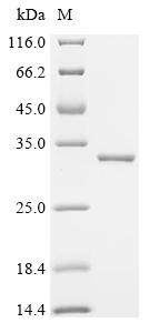 ABC transporter arginine-binding protein 1 (artJ), recombinant Escherichia coli
