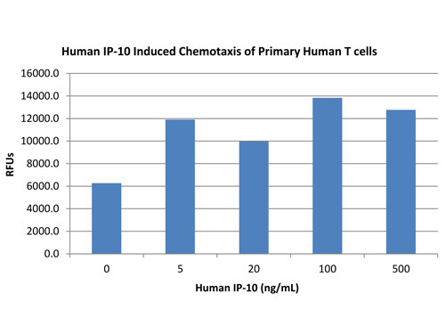 IP-10 (CXCL10)