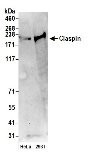 Anti-Claspin