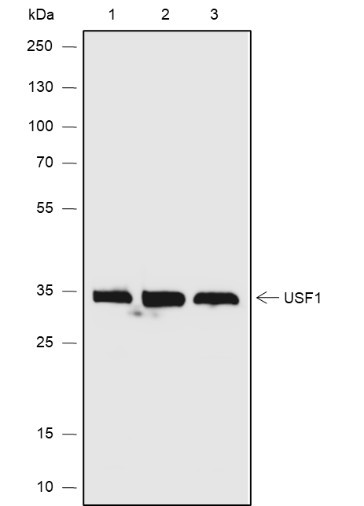 Anti-Recombinant USF1, clone A641