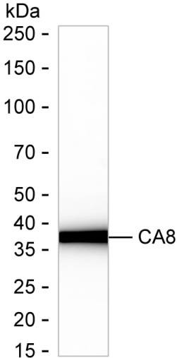 Anti-CA8