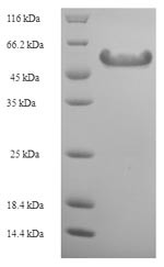 Pectate lyase 5, Ambrosia artemisiifolia, recombinant