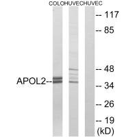 Anti-APOL2