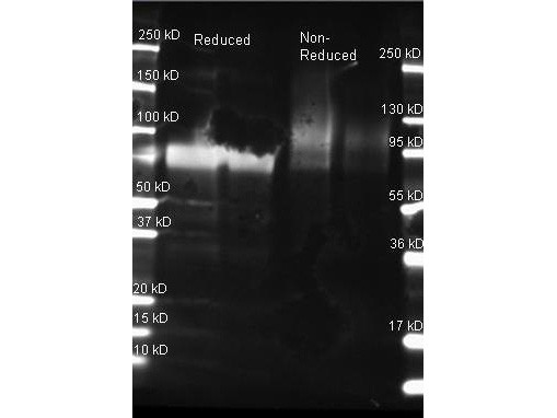Anti-GLUCOSE OXIDASE, Peroxidase Conjugated