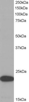 Anti-ASC / TMS1, C-terminal