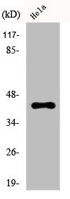 Anti-CREB1