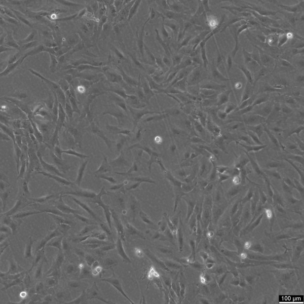 NCI-H196 Cells
