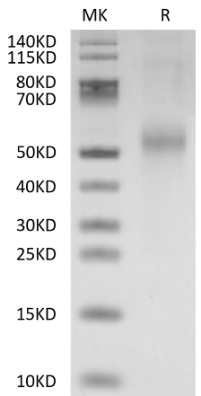 Kremen-2, His, Mouse
