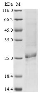 E3 ubiquitin-protein ligase RNF5 (RNF5), human, recombinant