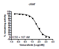 c-Raf Kinase Assay Kit