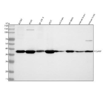 Anti-MGARP / Mitochondria-localized glutamic acid-rich protein