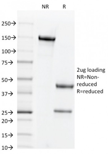 Anti-CD44v6 (Marker of Tumor Metastasis)(2F10), CF405S conjugate, 0.1mg/mL