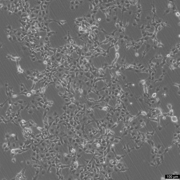 COS-1 Cells