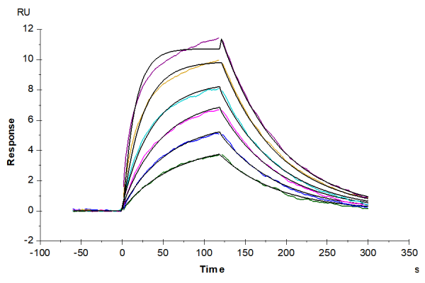 Human TPO/Thrombopoietin Protein