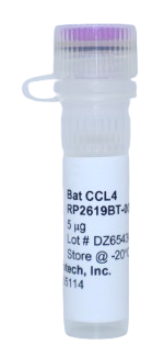 Bat CCL4 Recombinant Protein, rousette egyptian (eroCCL4)