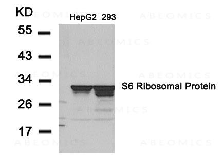 Anti-S6 Ribosomal Protein (Ab-235)
