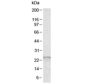 Anti-Glutathione peroxidase 2