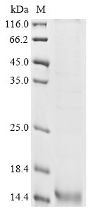 Mammaglobin-B (SCGB2A1), human, recombinant