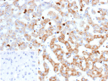 Anti-CTSG / Cathepsin G, clone r19C3
