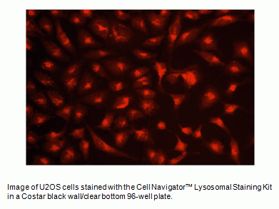 Cell Navigator(TM) Lysosomal Staining Kit *Red Fluorescence*