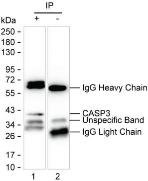 Anti-CASP3