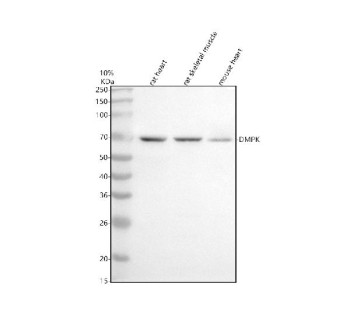 Anti-DMPK / Myotonin-protein kinase