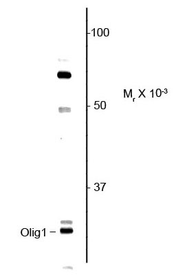 Anti-Olig 1