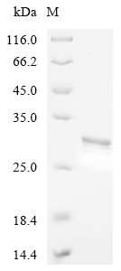 NADH dehydrogenase [ubiquinone] 1 alpha subcomplex subunit 4 (NDUFA4), partial, human, recombinant