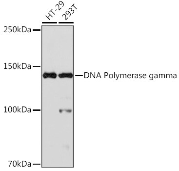 Anti-DNA Polymerase gamma