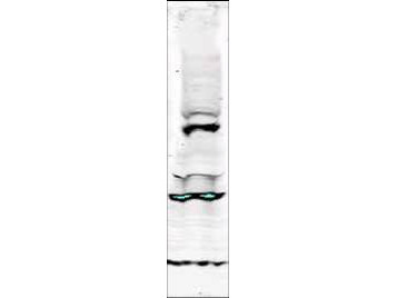 Anti-phospho-Tlk1 (Ser695) (Tousled-like kinase)