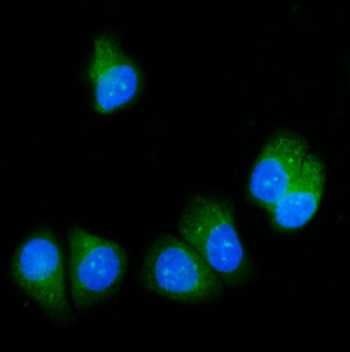 Anti-SRP54 / Signal recognition particle 54 kDa protein