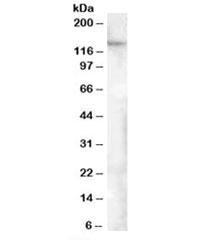 Anti-FAM62A