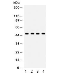 Anti-GJC2 (Connexin 46.6/47)