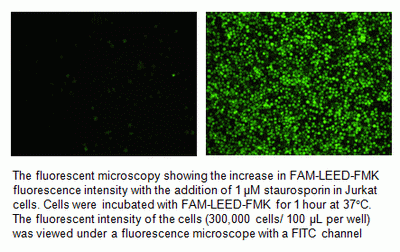 Cell Meter(TM) Live Cell Caspase 13 Binding Assay Kit *Green Fluorescence*