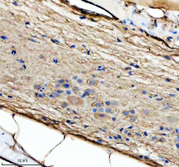 Anti-Zebrafish Bdnf / Brain-derived neurotrophic factor