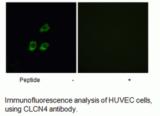 Anti-CLCN4