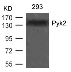 Anti-PTK2B (Ab-402)