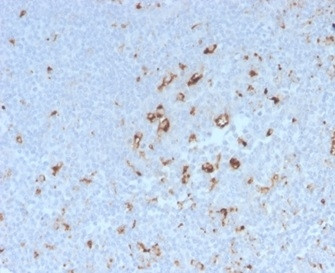 Anti-CD68 (Macrophage Marker), recombinant antibody, clone C68/2908R