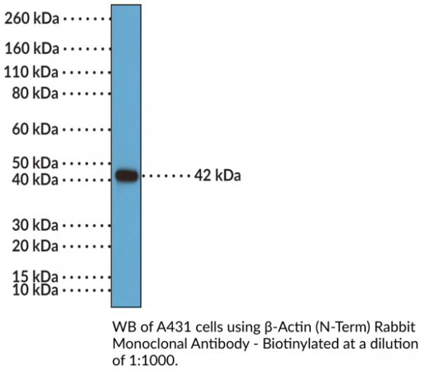 Anti-beta-Actin (N-Term) Rabbit Monoclonal Antibody, Biotin conjugated