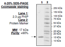 PHIP (1146-1287), His-tag, human recombinant protein