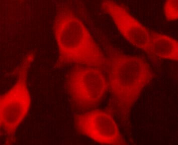 Anti-PKM2, clone 1A7-G6-H6