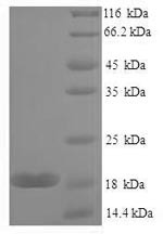 Galectin-7 (Lgals7), mouse, recombinant