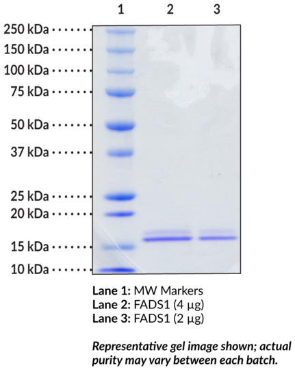 Fatty Acid Desaturase 1 (human recombinant)